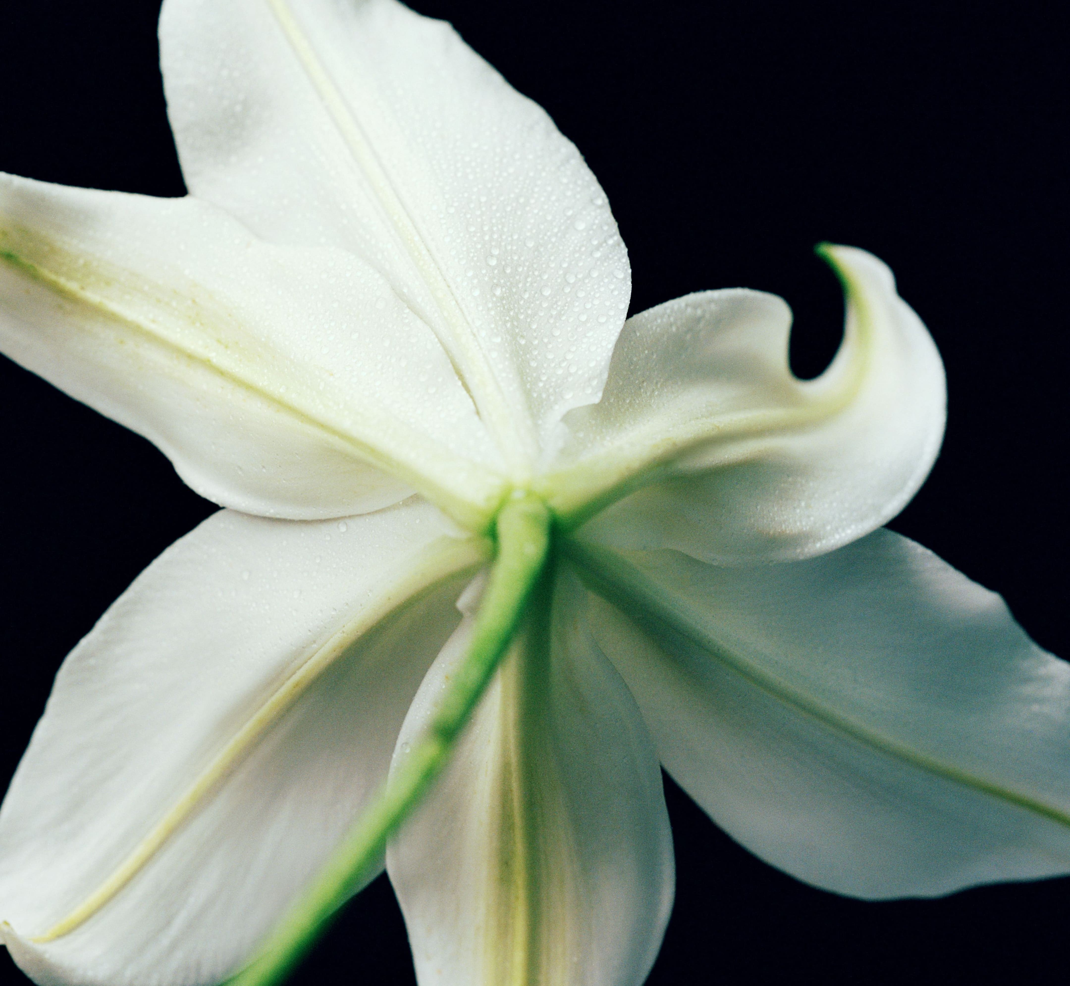 The Aritzia Collection